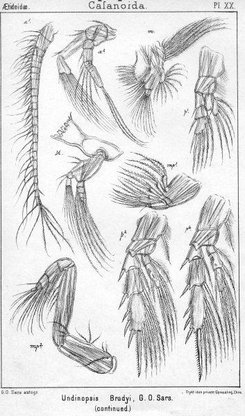 Undinopsis bradyi from Sars, G.O. 1902 Undinopsis bradyi from Sars, G.O. 1902