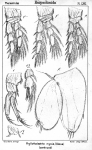 Halithalestris croni from Sars, G.O. 1905
