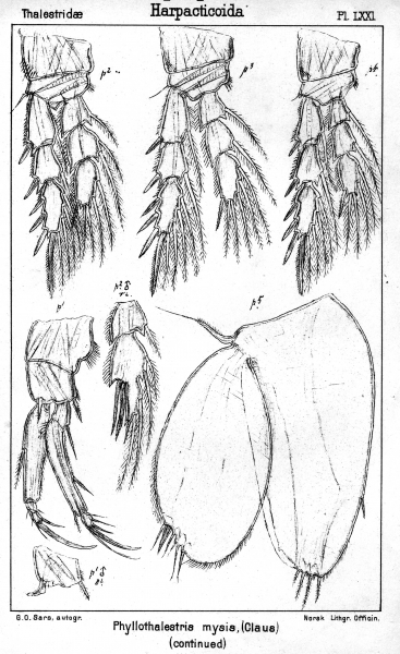 Halithalestris croni from Sars, G.O. 1905 Halithalestris croni from Sars, G.O. 1905
