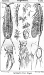 Halithalestris croni from Sars, G.O. 1905