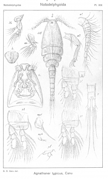 Agnathaner typicus from Sars, G.O. 1921 Agnathaner typicus from Sars, G.O. 1921
