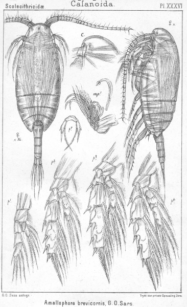 Amallophora brevicornis from Sars, G.O. 1902 Amallophora brevicornis from Sars, G.O. 1902