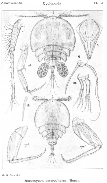 Ascomyzon asterocheres from Sars, G.O. 1914
