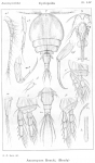 Ascomyzon boecki from Sars, G.O. 1914