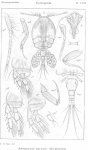 Ascomyzon parvum from Sars, G.O. 1914
