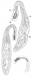 Platyhelminthes