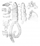 Cryptopodus brevicauda from Sars, G.O. 1914