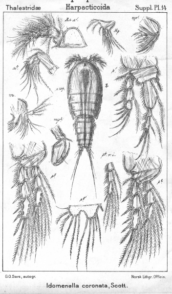 Idomenella coronata from Sars, G.O. 1911 Idomenella coronata from Sars, G.O. 1911