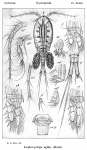 Leptocyclops agilis from Sars, G.O. 1914
