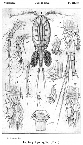 Leptocyclops agilis from Sars, G.O. 1914 Leptocyclops agilis from Sars, G.O. 1914