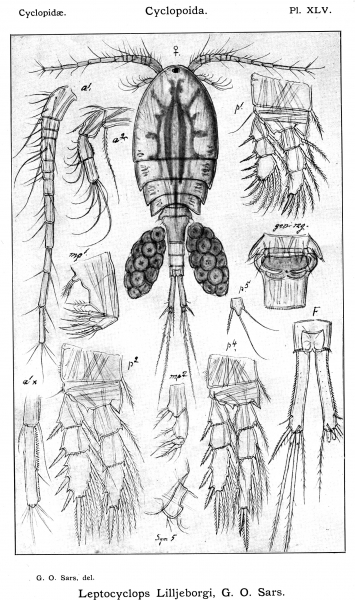 Leptocyclops lilljeborgi from Sars, G.O. 1914 Leptocyclops lilljeborgi from Sars, G.O. 1914