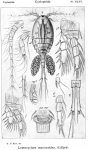Leptocyclops macruroides from Sars, G.O. 1914