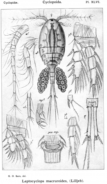 Leptocyclops macruroides from Sars, G.O. 1914 Leptocyclops macruroides from Sars, G.O. 1914