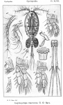 Leptocyclops macrurus from Sars, G.O. 1914