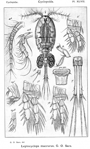 Leptocyclops macrurus from Sars, G.O. 1914 Leptocyclops macrurus from Sars, G.O. 1914
