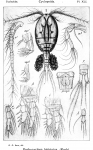 Pachycyclops bistriatus from Sars, G.O. 1914