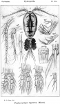 Pachycyclops signatus from Sars, G.O. 1914