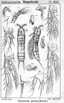Parameira parva from Sars, G.O. 1907