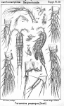Parameira propinqua from Sars, G.O. 1911