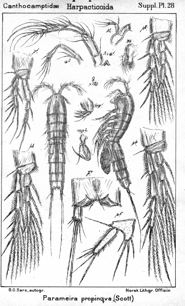 Parameira propinqua from Sars, G.O. 1911 Parameira propinqua from Sars, G.O. 1911