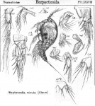 Westwoodia minuta from Sars, G.O. 1906