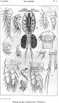 Platycyclops fimbriatus from Sars, G.O. 1914