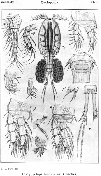 Platycyclops fimbriatus from Sars, G.O. 1914 Platycyclops fimbriatus from Sars, G.O. 1914