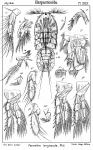 Psamathe longicauda from Sars, G.O. 1905
