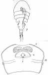 Psamathe longicauda from Brian, A 1921