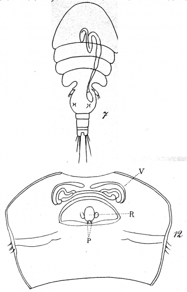 Psamathe longicauda from Brian, A 1921 Psamathe longicauda from Brian, A 1921