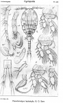 Pseudomolgus leptostylis from Sars, G.O. 1918
