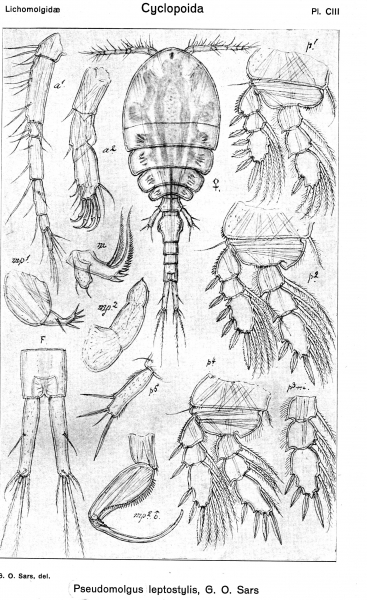 Pseudomolgus leptostylis from Sars, G.O. 1918 Pseudomolgus leptostylis from Sars, G.O. 1918