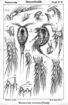 Westwoodia monensis from Sars, G.O. 1911