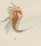Westwoodia nobilis from Brian, A 1921