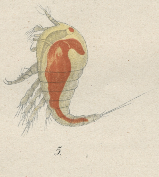Westwoodia nobilis from Brian, A 1921 Westwoodia nobilis from Brian, A 1921