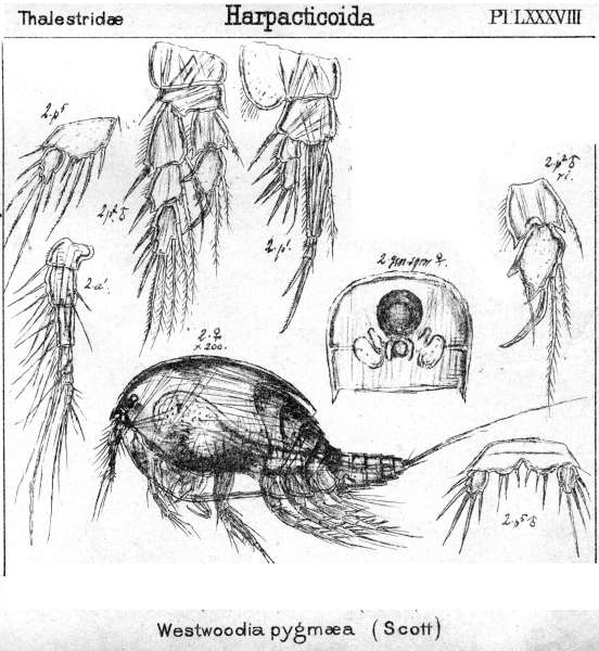 Westwoodia pygmaea from Sars, G.O. 1906 Westwoodia pygmaea from Sars, G.O. 1906