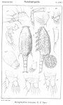Botryllophilus brevipes from Sars, G.O. 1921