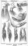 Copepoda