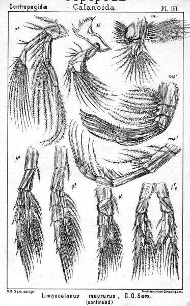 Limnocalanus macrurus from Sars, G.O. 1902 Limnocalanus macrurus from Sars, G.O. 1902