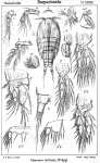 Idomene forficata from Sars, G.O. 1906