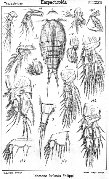 Idomene forficata from Sars, G.O. 1906 Idomene forficata from Sars, G.O. 1906