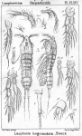Copepoda