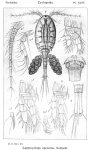 Leptocyclops speratus from Sars, G.O. 1914
