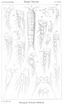 Copepoda