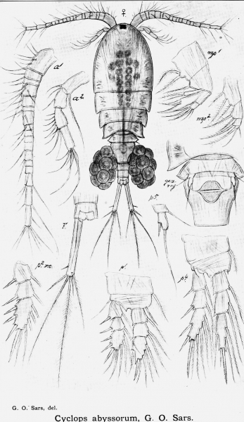 Cyclops abyssorum from Sars, G.O. 1913 Cyclops abyssorum from Sars, G.O. 1913