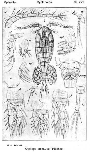 Cyclops strenuus from Sars, G.O. 1913 Cyclops strenuus from Sars, G.O. 1913