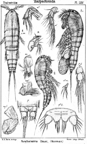 Parathalestris clausii from Sars, G.O. 1905 Parathalestris clausii from Sars, G.O. 1905