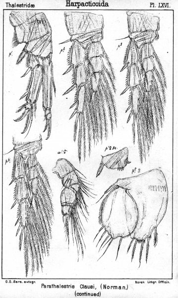 Parathalestris clausii from Sars, G.O. 1905 Parathalestris clausii from Sars, G.O. 1905