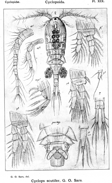 Cyclops scutifer from Sars, G.O. 1913 Cyclops scutifer from Sars, G.O. 1913