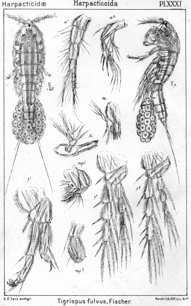 Tigriopus fulvus from Sars, G.O. 1904 Tigriopus fulvus from Sars, G.O. 1904